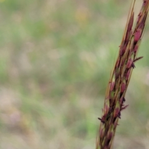 Bothriochloa macra at Franklin Grassland (FRA_5) - 9 Jan 2024