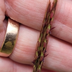 Bothriochloa macra at Franklin Grassland (FRA_5) - 9 Jan 2024