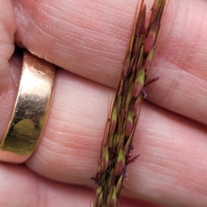 Bothriochloa macra at Franklin Grassland (FRA_5) - 9 Jan 2024