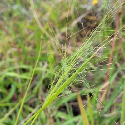 Panicum effusum (Hairy Panic Grass) at Budjan Galindji (Franklin Grassland) Reserve - 9 Jan 2024 by trevorpreston