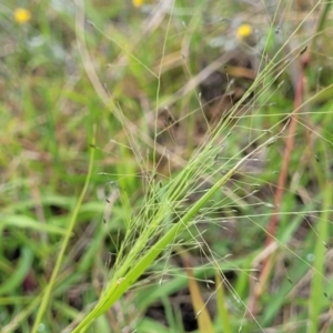 Panicum effusum at Franklin Grassland (FRA_5) - 9 Jan 2024