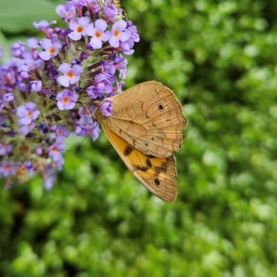 Heteronympha merope (Common Brown Butterfly) at QPRC LGA - 9 Jan 2024 by MatthewFrawley