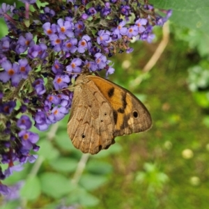 Heteronympha merope at QPRC LGA - 9 Jan 2024