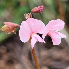 Grona varians (Slender Tick-Trefoil) at Harrison, ACT - 8 Jan 2024 by trevorpreston