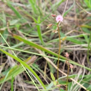 Grona varians at Franklin Grassland (FRA_5) - 9 Jan 2024