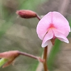 Grona varians at Franklin Grassland (FRA_5) - 9 Jan 2024