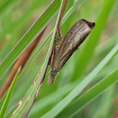 Culladia cuneiferellus (Crambinae moth) at Franklin Grassland (FRA_5) - 9 Jan 2024 by trevorpreston