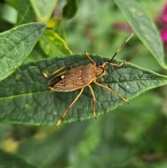 Poecilometis patruelis (Gum Tree Shield Bug) at Braidwood, NSW - 9 Jan 2024 by MatthewFrawley