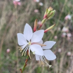 Oenothera lindheimeri (Clockweed) at Kaleen, ACT - 8 Jan 2024 by trevorpreston