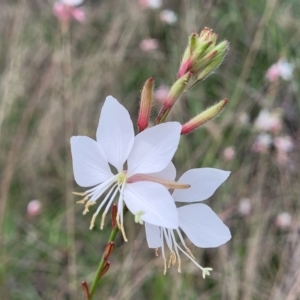 Oenothera lindheimeri at O'Connor Ridge to Gungahlin Grasslands - 9 Jan 2024 10:38 AM