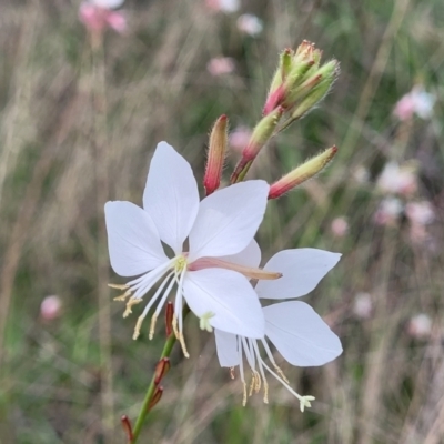 Oenothera lindheimeri (Clockweed) at Kaleen, ACT - 8 Jan 2024 by trevorpreston