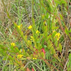 Oenothera lindheimeri at O'Connor Ridge to Gungahlin Grasslands - 9 Jan 2024 10:38 AM