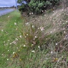 Oenothera lindheimeri at O'Connor Ridge to Gungahlin Grasslands - 9 Jan 2024