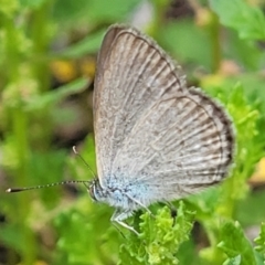 Zizina otis (Common Grass-Blue) at Sullivans Creek, Lyneham South - 8 Jan 2024 by trevorpreston