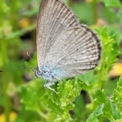 Zizina otis at Sullivans Creek, Lyneham South - 9 Jan 2024