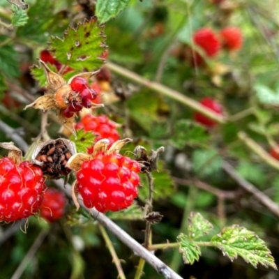 Rubus parvifolius (Native Raspberry) at Wandiyali-Environa Conservation Area - 9 Jan 2024 by Wandiyali