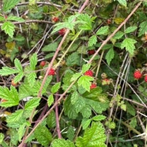 Rubus parvifolius at QPRC LGA - 9 Jan 2024