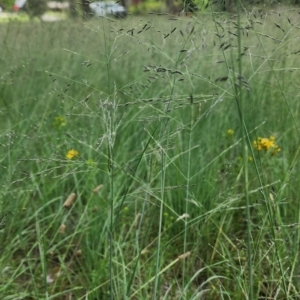 Eragrostis curvula at Garran, ACT - 9 Jan 2024