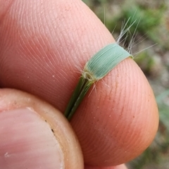 Eragrostis curvula at Garran, ACT - 9 Jan 2024