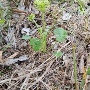 Hydrocotyle laxiflora at Wanniassa Hill - 9 Jan 2024