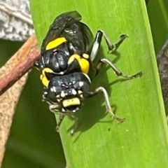 Pergagrapta bicolor (A sawfly) at Belconnen, ACT - 9 Jan 2024 by Dora