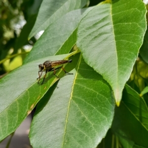 Zosteria rosevillensis at Australian National University - 9 Jan 2024