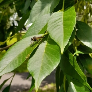 Zosteria rosevillensis at Australian National University - 9 Jan 2024