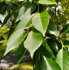 Zosteria rosevillensis at Australian National University - 9 Jan 2024