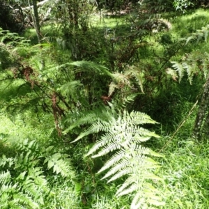 Pteris tremula at Budderoo National Park - 9 Jan 2024