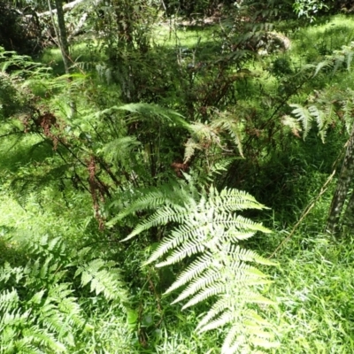 Pteris tremula (Tender Brake) at Budderoo National Park - 9 Jan 2024 by plants