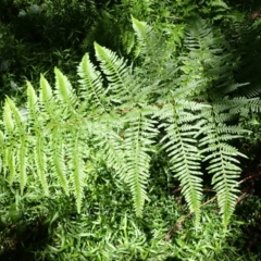 Pteris tremula at Budderoo National Park - 9 Jan 2024