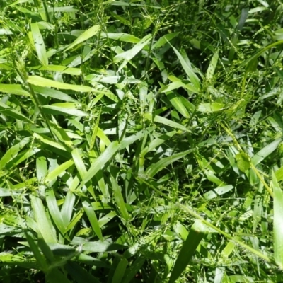 Panicum pygmaeum (Pygmy Panic, Dwarf Panic) at Jamberoo, NSW - 9 Jan 2024 by plants