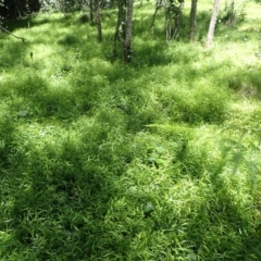 Panicum pygmaeum at Budderoo National Park - 9 Jan 2024