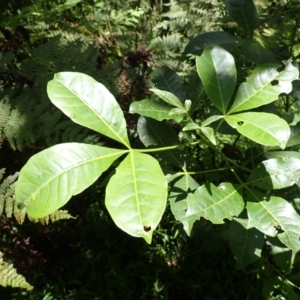 Melicope micrococca at Budderoo National Park - 9 Jan 2024