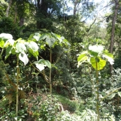 Dendrocnide excelsa (Stinging Tree) at Jamberoo, NSW - 9 Jan 2024 by plants