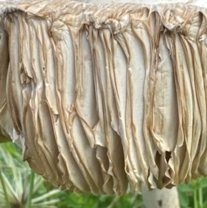 Macrolepiota dolichaula at Yarralumla, ACT - 9 Jan 2024