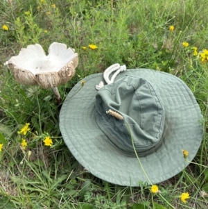 Macrolepiota dolichaula at Yarralumla, ACT - 9 Jan 2024