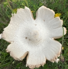 Macrolepiota dolichaula at Aranda Bushland - 9 Jan 2024