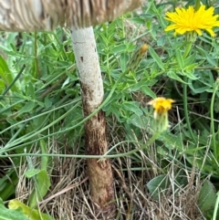 Macrolepiota dolichaula at Yarralumla, ACT - 9 Jan 2024