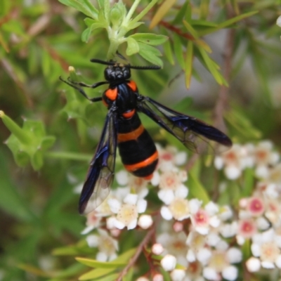 Pterygophorus cinctus (Bottlebrush sawfly) at Hall, ACT - 9 Jan 2024 by Anna123