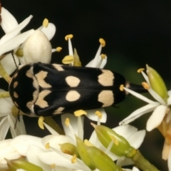 Hoshihananomia leucosticta (Pintail or Tumbling flower beetle) at Mount Ainslie - 8 Jan 2024 by jb2602