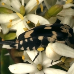 Hoshihananomia leucosticta at Mount Ainslie - 8 Jan 2024