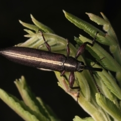 Rhinotia suturalis (Belid weevil) at Ainslie, ACT - 8 Jan 2024 by jb2602