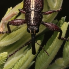 Rhinotia suturalis at Mount Ainslie - 8 Jan 2024 04:06 PM