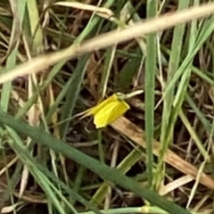 Eurema smilax (Small Grass-yellow) at Curtin, ACT - 9 Jan 2024 by RAllen