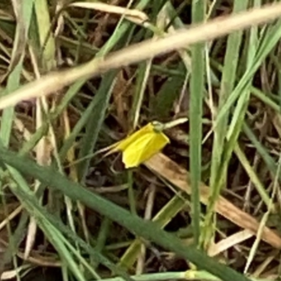 Eurema smilax (Small Grass-yellow) at Curtin, ACT - 9 Jan 2024 by RAllen