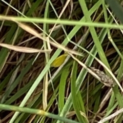 Eurema smilax at Curtin, ACT - 9 Jan 2024