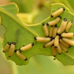 Paropsisterna cloelia (Eucalyptus variegated beetle) at Woodstock Nature Reserve - 9 Jan 2024 by Thurstan