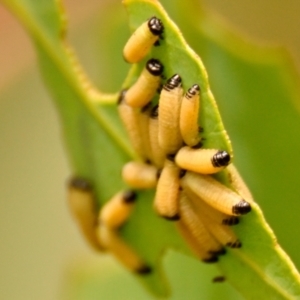 Paropsisterna cloelia at Woodstock Nature Reserve - 9 Jan 2024