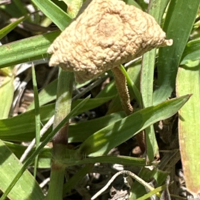 Unverified Cap on a stem; gills below cap [mushrooms or mushroom-like] at Aranda Bushland - 9 Jan 2024 by lbradley